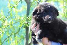 BIBBI, Hund, Mischlingshund in Slowakische Republik