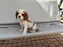 LINOT, Hund, Cavalier King Charles Spaniel-Mix in Slowakische Republik