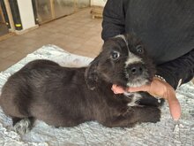 CARMELITA, Hund, Mischlingshund in Italien