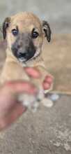 INRA, Hund, mischling in Bulgarien