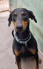 ROBER, Hund, Dobermann in Spanien