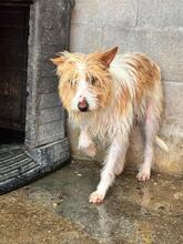 HAYLEY, Hund, Podenco Campanero Mischling in Spanien