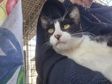 RICHENDO, Katze, Europäisch Kurzhaar in Langenzenn
