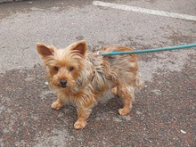 DORA, Hund, Yorkshire Terrier-Mix in Schönau