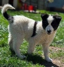 RAISA, Hund, Mischlingshund in Rumänien