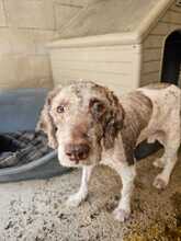 COPITO, Hund, Wasserhund in Landscheide