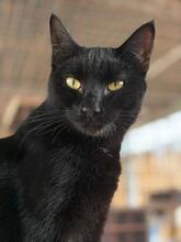 PUMA, Katze, Orientalisch Kurzhaar-Mix in Langenzenn