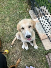 EDDY, Hund, Mischlingshund in Miesbach