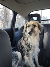 DENIS, Hund, Mischlingshund in Miesbach