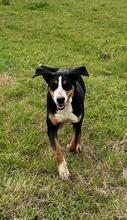 ATHENA, Hund, Schweizer Sennenhund-Mix in Italien