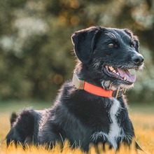 ODIN, Hund, Appenzeller Sennenhund in Nürnberg