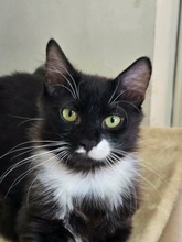 STEFO, Katze, Europäisch Kurzhaar in Bulgarien