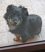 ARON, Hund, Mischlingshund in Italien