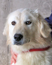 RAIMAR, Hund, Maremmano Mischling in Italien