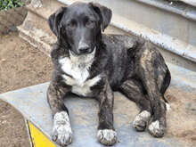 ROUMI, Hund, Mischlingshund in Bulgarien