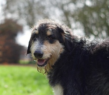 NACHO, Hund, Herdenschutzhund in Viersen