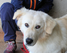 RICOARDO, Hund, Maremmano Mischling in Italien