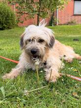 EMMY, Hund, Mischlingshund in Weyhe