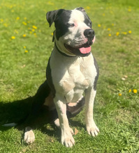 BOUNTY, Hund, American Staffordshire Terrier-Mix in Hamburg