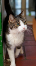 HANSJOACHIM, Katze, Europäisch Kurzhaar in Hamburg
