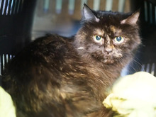 MILA, Katze, Langhaar-Mischling in Hamburg