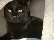 MUFFIN, Katze, Europäisch Kurzhaar in Hamburg