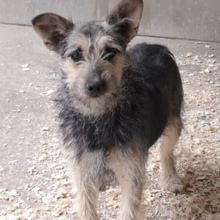 LORIL, Hund, Mischlingshund in Ungarn