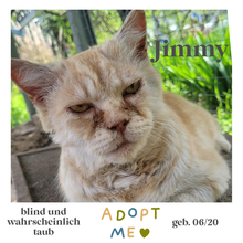 JIMMY, Katze, Europäisch Kurzhaar in Bulgarien