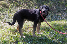 BRUNO11, Hund, Schnauzer -Mischling in Ungarn