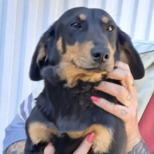 LILI, Hund, Dackel in Ungarn
