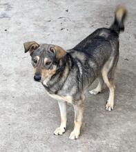 DAKOTA, Hund, Mischlingshund in Karlsruhe
