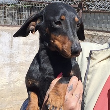 TIPLI, Hund, Dackel in Ungarn