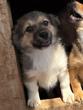 DANI, Hund, Mischlingshund in Rumänien