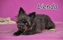 LIENDA, Hund, Mischlingshund in Essingen