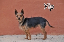 YIP, Hund, Yorkshire Terrier Mischling in Schwalmtal