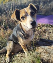 MOLLY, Hund, Mischlingshund in Rumänien