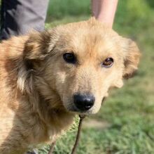 ELISCHKA, Hund, Mischlingshund in Slowakische Republik