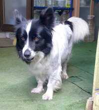 COCO, Hund, Border-Collie-Mix in Spanien
