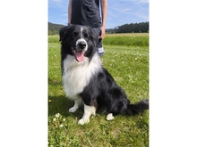 COSMO, Hund, Australian Shepherd in Oberickelsheim