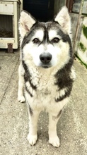 LILITH, Hund, Husky Mischling in Rumänien