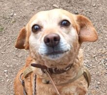 LEA, Hund, Mischlingshund in Slowakische Republik