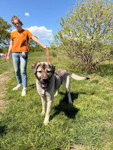 FELIA, Hund, Mischlingshund in Rumänien