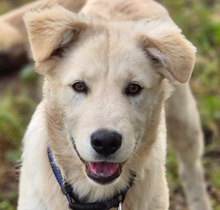 JAZZ, Hund, Herdenschutzhund-Mix in Italien