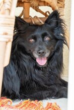 DAISY, Hund, Hrvatski Ovcar-Mix in Coswig