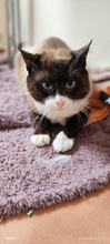 CACAO, Katze, Hauskatze in Rumänien
