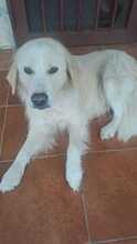 MALAGA, Hund, Maremmano-Labrador-Mix in Italien