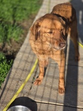MARRONI, Hund, Mischlingshund in Italien