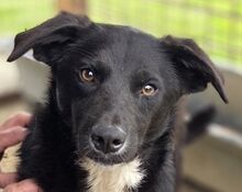 FILA, Hund, Mischlingshund in Rumänien