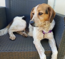 PIMPA, Hund, Beagle Bretone Setter Mischling in Italien