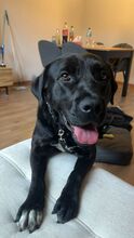 OSKAR / NOX, Hund, Mischlingshund in Korschenbroich